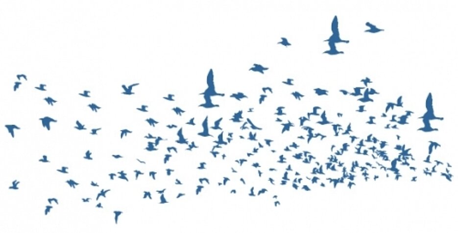swarm of birds